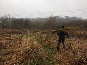 Harvesting willow in the winter