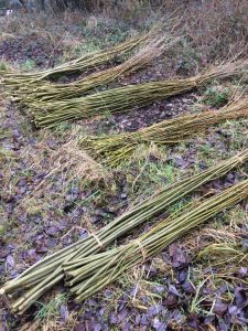 bundles of coppiced willow