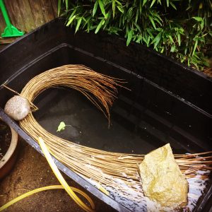 soaking willow in a tub full of water