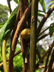 snail using living willow archway as a home