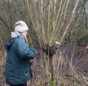 coppicing willow rods