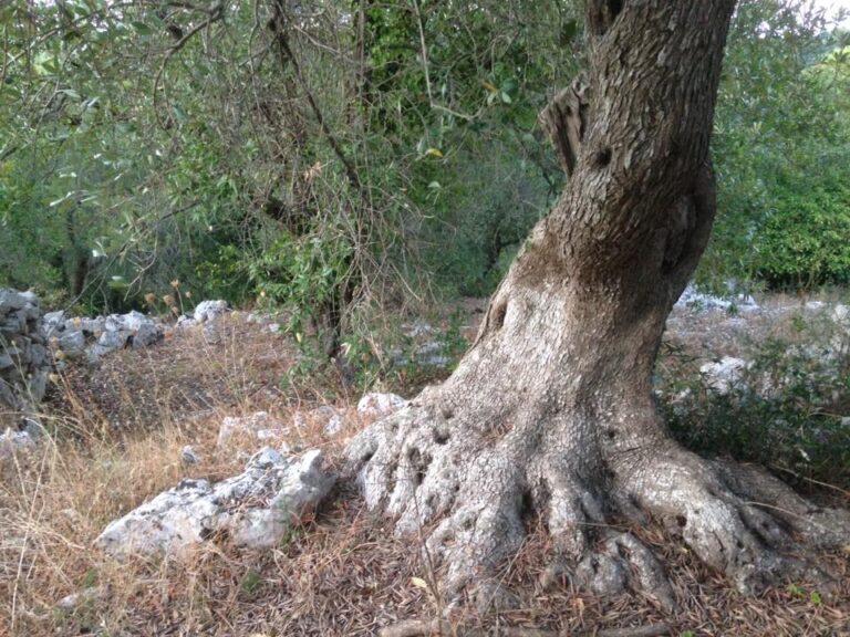 ancient olive trees inspire