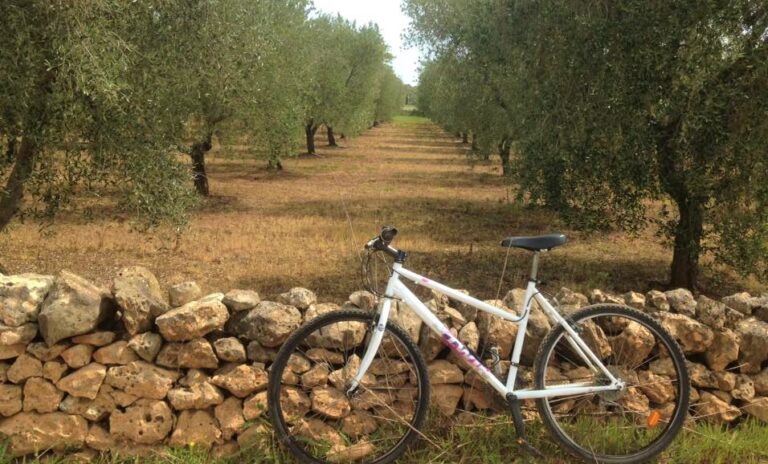 Cycle down lanes and through the olive groves